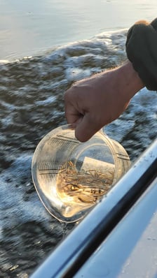 Zdjęcie z akcji Odrodzenie (wpuszczanie narybku do Odry)