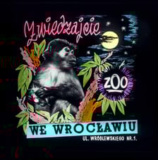 Slajdy reklamowe wrocławskiego zoo, lata 1957-1960