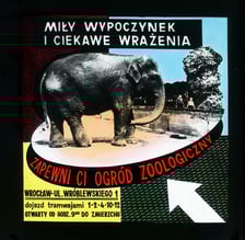 Slajdy reklamowe wrocławskiego zoo, lata 1957-1960