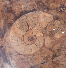 <p>Amonit</p>