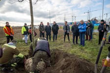 Sadzenie platanów przy Kosmonautów (27 listopada 2024 roku)