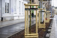 Nowe drzewa (klony polne, sztuk 43) przy Pomorskiej (grudzień 2024)