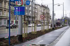 Nowe drzewa (klony polne, sztuk 43) przy Pomorskiej (grudzień 2024)