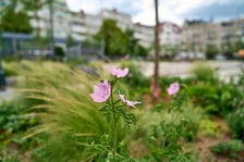 Plac Nowy Targ we Wrocławiu
