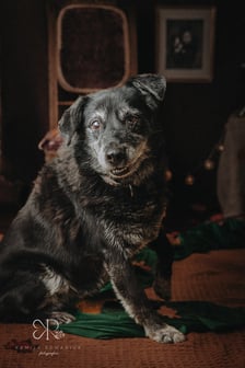 <p>Siwe włoski nie kłamią, czasu nie da się zatrzymać. Staruszka Berta spędza starość w schronisku.<br />To bardzo spokojna suczka, ale ma momenty, podczas kt&oacute;rych szaleje i... niesamowicie się wygłupia!<br />Poszukuje domu z wygodami i kochającym człowiekiem. Nie podzieli się opiekunem z innym psem - Berta chce mieć kogoś na wyłączność.</p>