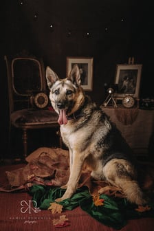 <p>Thor ma 9 lat. To bardzo grzeczny i dobrze wychowany pies. Nie ciągnie, nie szarpie człowieka na spacerach - chodzi spokojnie i uważnie. Uwielbia węszenie i nie jest fanem biegania.<br />Thor idealny będzie dla osoby, kt&oacute;ra, podobnie jak on, lubi długie, ale niezbyt męczące spacery.<br />Poszukujemy troskliwego i kochającego opiekuna!</p>