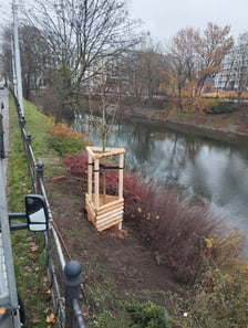 <h3>Fosa miejska</h3>
<p>Cztery klony w dw&oacute;ch odmianach zostały posadzone przy fosie miejskiej.</p>