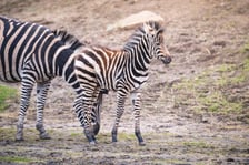 Bakcyl - młody ogierek zebry Chapmana, który pod koniec listopada urodził się we wrocławskim zoo