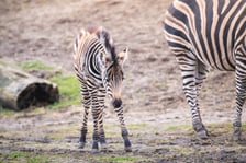 Bakcyl - młody ogierek zebry Chapmana, który pod koniec listopada urodził się we wrocławskim zoo