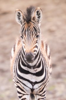 Bakcyl - młody ogierek zebry Chapmana, który pod koniec listopada urodził się we wrocławskim zoo
