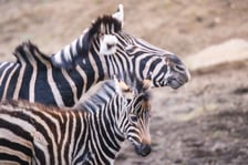 Bakcyl - młody ogierek zebry Chapmana, który pod koniec listopada urodził się we wrocławskim zoo