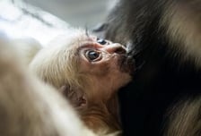 <p class="MsoNormal">Malutki <a href="https://www.wroclaw.pl/zielony-wroclaw/widzieliscie-juz-tego-slodziaka-oto-nowy-mieszkaniec-zoo-we-wroclawiu-gibon-czapnik%20">gibon czapnik</a> urodził się 6 października 2024 roku. Ma wielkie oczy, blond "fryzurkę" i spędza czas w ramionach mamy. Jego rodzicami są Fifty i Suzette. Gdy podrośnie, będzie ważył do 5,5 kg.</p>
<p class="MsoNormal">&nbsp;</p>