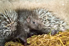 <p class="MsoNormal">Gdy <a href="https://www.wroclaw.pl/zielony-wroclaw/poznajcie-mlode-jezozwierze-z-wroclawskiego-zoo-maja-dopiero-3-tygodnie">jeżozwierze</a> przyszły na świat, ich kolce były miękkie i elastyczne jak włosy. Teraz już stwardniały, a dotykanie ich przypominałby głaskanie kaktusa.</p>
