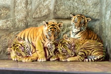 <p class="MsoNormal">Narodziny<a href="https://www.wroclaw.pl/zielony-wroclaw/sensacja-na-skale-swiatowa-we-wroclawskim-zoo-przyszly-na-swiat-4-tygrysy-sumatrzanskie"> tygrys&oacute;w-czworaczk&oacute;w</a> &ndash; nazywają się Musi, Hari, Kampar i Indera &ndash; to sensacja na skalę światową, bo chodzi o podgatunek krytycznie zagrożony wyginięciem, a tak liczny miot to wielka rzadkość. Urodziły się 22 lipca, ale zoo poinformowało o tym fakcie w październiku. Ich rodzice to Nuri i Tengah.</p>
<p class="MsoNormal">&nbsp;</p>