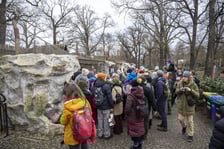 Manul z wrocławskiego zoo podczas pokazowego karmienia