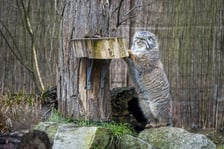 Manul z wrocławskiego zoo podczas pokazowego karmienia