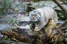 Manul z wrocławskiego zoo podczas pokazowego karmienia