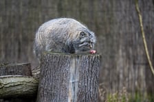 Manul z wrocławskiego zoo podczas pokazowego karmienia
