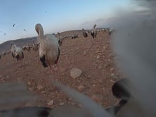 Zdjęcia zrobione przez bociana Fotografa w Jordanii za pomocą aparatu, w który wyposażono jego nadajnik