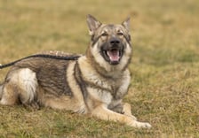 <p>Grom to roczny pies w typie Wilczaka. Do schroniska trafił jako oddany przez właściciela (pow&oacute;d &ndash; nie dogadywał się z dzieckiem). Jest to bardzo młody, emocjonalny i wylewny pies. Uwielbia kontakt ze swoim gatunkiem. W stosunku do ludzi miły, czuły. Wymaga dużego wkładu pracy i bardzo świadomego opiekuna, kt&oacute;ry odpowiednio go ukształtuje. (45/25)</p>
