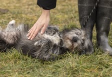 <p>Psotka to 2-letnia sunia oddana przez właściciela z powodu braku możliwości dalszej opieki. Psotka jest uroczą, miłą i delikatną suczką. Obecnie pod kontrolą lekarza weterynarii przebywa w izolatce. W najbliższym czasie podamy więcej informacji o tej przecudnej suni. Możemy jednak zdradzić, że Psotka powolutku szykuje się do adopcji. (48/25)</p>
