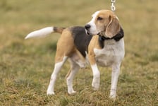 <p>Niko to 9-letni beagle. Początkowo został znaleziony, a następnie adoptowany. Niestety wr&oacute;cił do schroniska z powodu problem&oacute;w behawioralnych. Niko jest miły, aktywny. Pilnuje jedzenia, co może być problematyczne. Wymaga doświadczonego opiekuna, kt&oacute;ry będzie pracował z jego problemami. Niko to wesoły i energiczny pies. (795/24)</p>