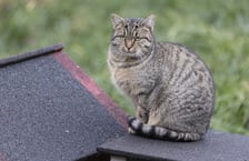 <p>Burasia to dorosła kotka, kt&oacute;ra trafiła do Schroniska jako znaleziona. Kotka jest nieoswojona, najchętniej przebywa na wybiegu, w og&oacute;le nie interesuje się ludźmi. Szukamy domu, w kt&oacute;rym będzie miała swoje miejsce i przestrzeń oraz wyrozumiałych&nbsp; ludzi, kt&oacute;rzy pokochają ją taką jaką jest (870/24).</p>
<p>&nbsp;</p>