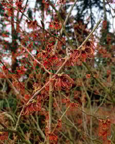 <p>Oczar w Arboretum Wojsławice</p>