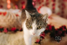 Psy i koty do adopcji z wrocławskiego schroniska w walentynkowej sesji