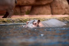 Światowy Dzień Hipopotama w Afrykarium we Wrocławiu