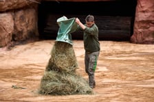 Światowy Dzień Hipopotama w Afrykarium we Wrocławiu