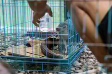 <p>Pangolin po udaremnieniu pr&oacute;by przemytu</p>