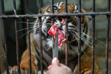 Ewelina Kliś dzięki wygranej aukcji na rzecz WOŚP spędziła dzień we wrocławskim zoo
