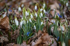 <p>Ogr&oacute;d Botaniczny we Wrocławiu na przełomie lutego i marca</p>