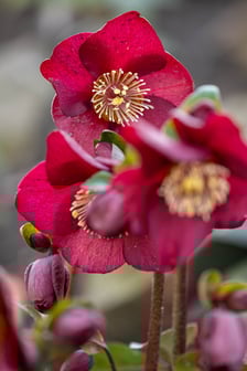 <p>Ogr&oacute;d Botaniczny we Wrocławiu na przełomie lutego i marca</p>