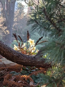 <p>Ogr&oacute;d Botaniczny we Wrocławiu na przełomie lutego i marca</p>