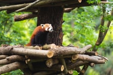 <p>Panda ruda</p>