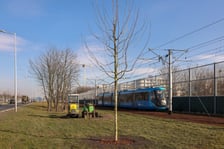 Młode drzewa na ulicy Kosmonautów. Sadzone są tu dorodne okazy, których obwód pani przekracza 30 cm