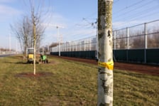 Młode drzewa na ulicy Kosmonautów. Sadzone są tu dorodne okazy, których obwód pani przekracza 30 cm