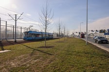 Młode drzewa na ulicy Kosmonautów. Sadzone są tu dorodne okazy, których obwód pani przekracza 30 cm