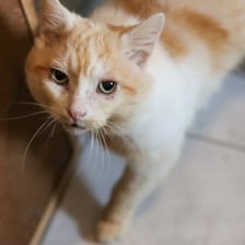 <p>Edek jest przekochany, łagodny, uwielbia ludzi,&nbsp; ociera się o nogi i doprasza o głaskanie (i jedzenie). Mimo pozytywnego wyniku tekstu FIV i FeLV oraz niewydolności nerek, kociak czuje się bardzo dobrze, ma dobry apetyt i dobre wyniki badań krwi. Wystarczy tylko odpowiednia karma i preparat Pronefra wspomagający pracę nerek.</p>