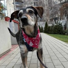 <p>Romek to wspaniały, przyjazny piesek. Kocha się przytulać, być blisko człowieka. W domu jest grzeczny, trzyma czystość, niczego nie niszczy.</p>