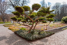<p>Ogr&oacute;d Botaniczny Uniwersytetu Wrocławskiego otwiera się dla zwiedzających</p>