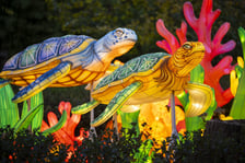 Garden of Lights – Dzika Azja