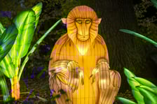 Garden of Lights – Dzika Azja
