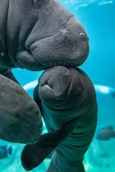 Manaty z wrocławskiego zoo