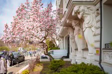Magnolia na Podwalu - 30.03.2025 r.