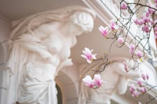 Magnolia na Podwalu - 30.03.2025 r.