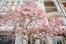 Magnolia na Podwalu - 30.03.2025 r.