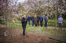 Festiwal Magnolii w Ogrodzie Botanicznym